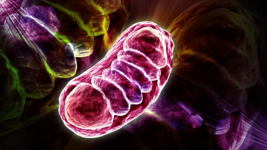 Microscopía fluorescente que muestra mitocondrias celulares y cadenas de ARN
