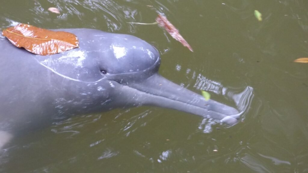 El Niño amenaza la supervivencia de los delfines de río en la Amazonía