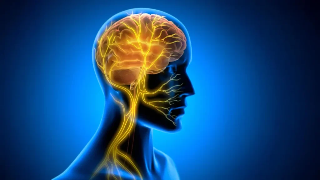 Visualización médica de vías neuronales en el cerebro y estimulación del nervio vago