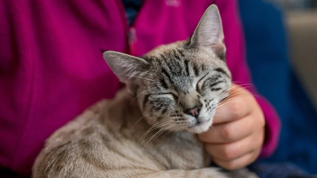 Gato doméstico descansando plácidamente junto a su dueño en un sofá hogareño.