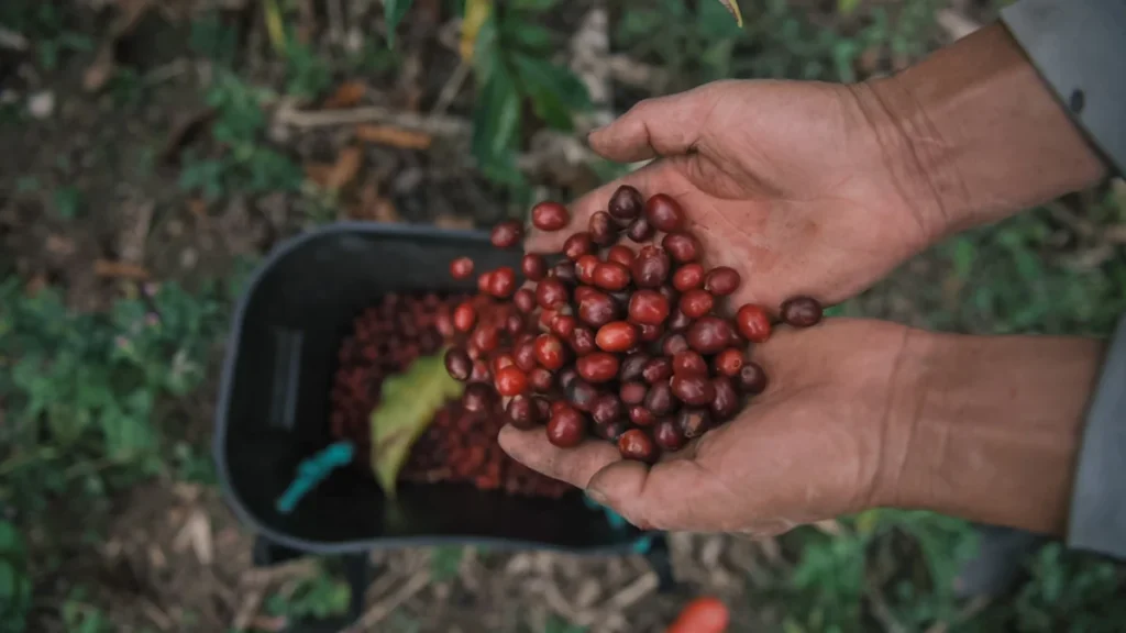 Productores de café de especialidad en fincas de la provincia de Loja