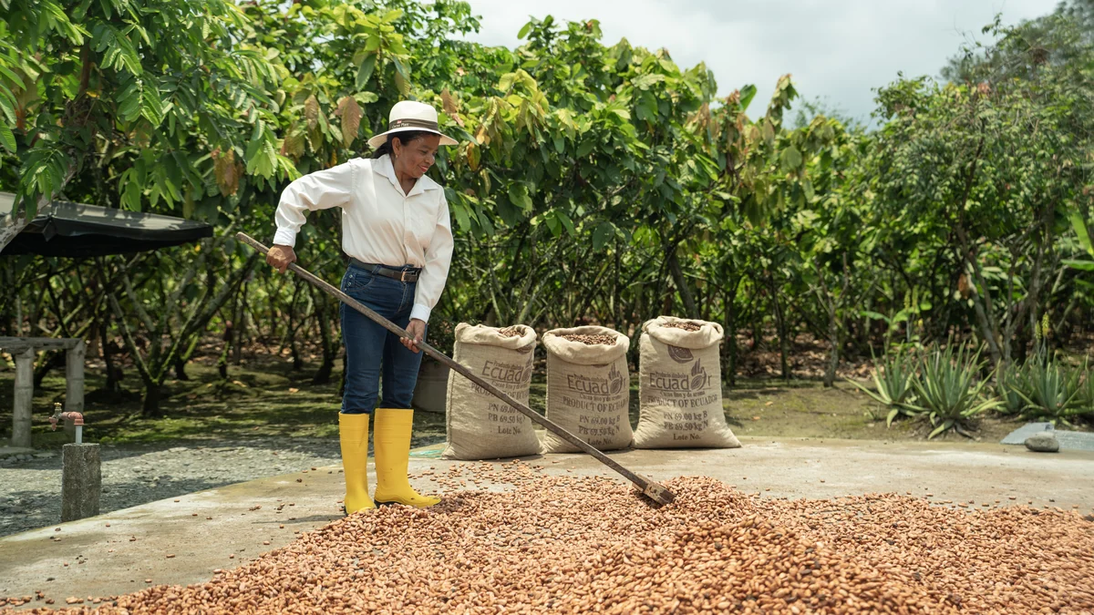 Productoras cacaoteras recibiendo capacitación técnica en el campo