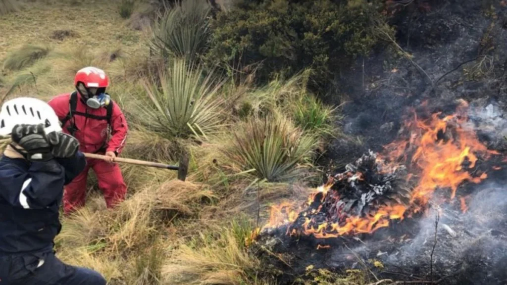 Bomberos combatiendo llamas en vegetación forestal de Ecuador
