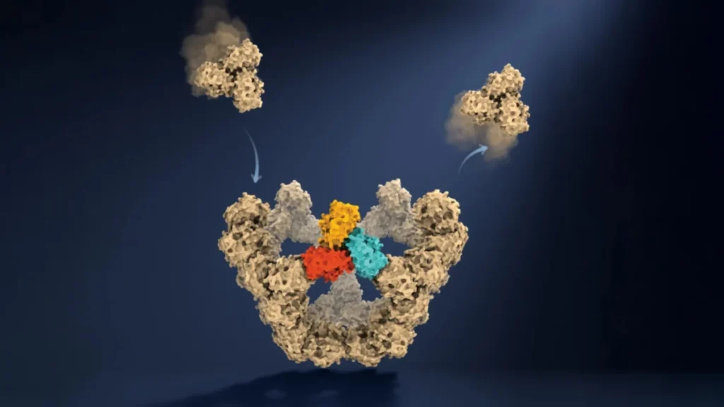 Estructura molecular tridimensional de una cápside viral ensamblada