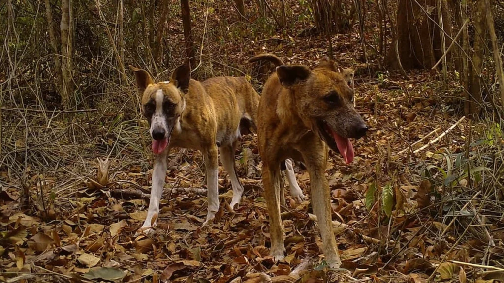 Caninos asilvestrados en proximidades de áreas naturales protegidas
