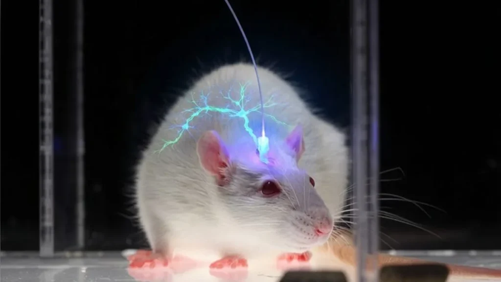 Esquema científico de estimulación óptica con láser sobre circuitos neuronales