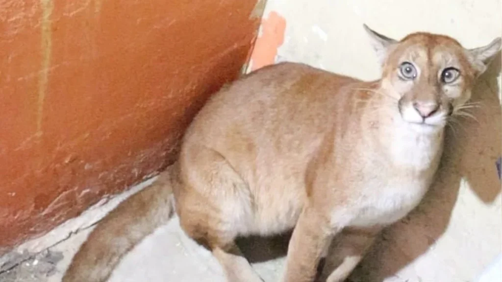 Rescate puma juvenil vivienda Madre de Dios Perú fauna silvestre