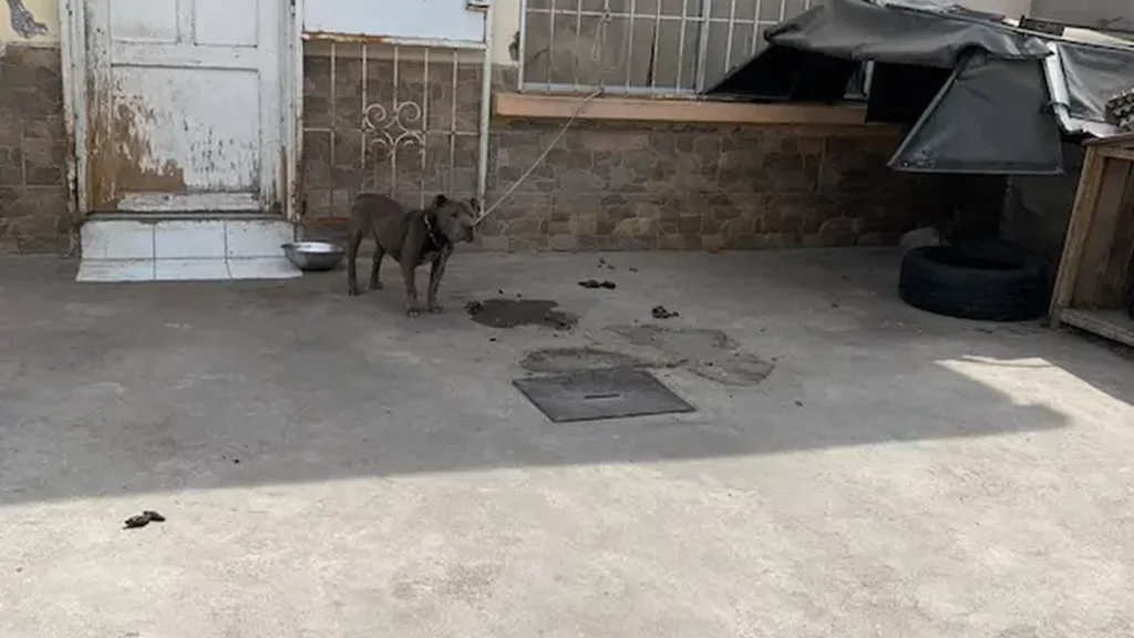 Operativo y rescate de perros en Riobamba por parte de inspectores municipales