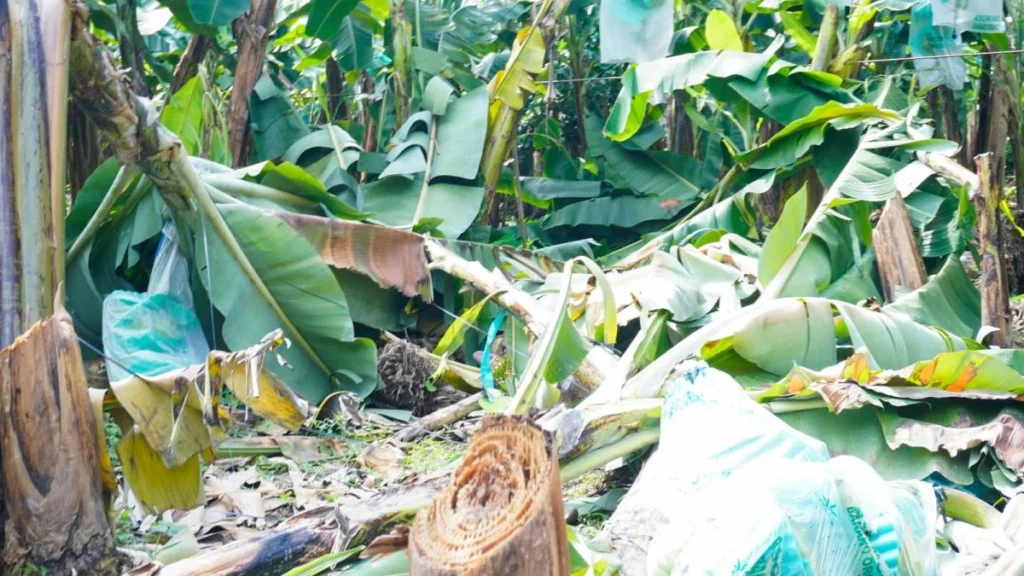Agricultores ecuatorianos en cultivos de maíz y arroz con seguro agrícola