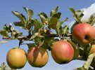 Manzanas y Cebollas