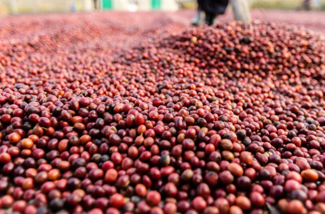 clúster cafetero