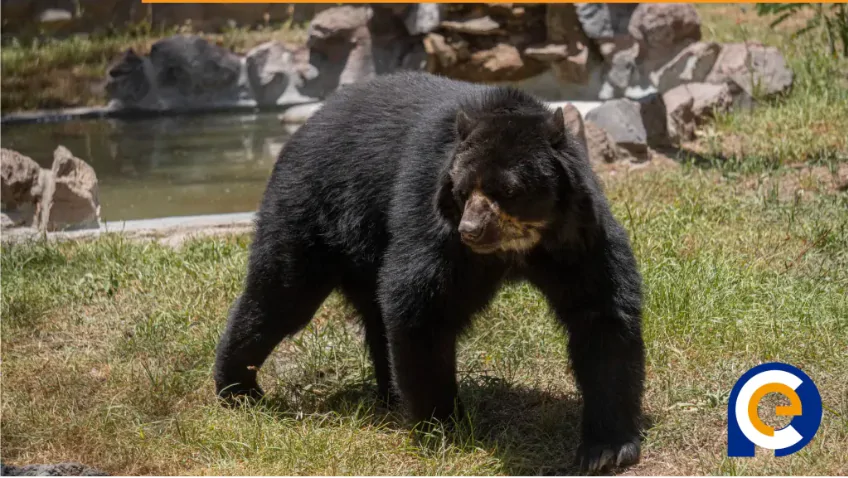 oso andino