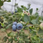 Arándano