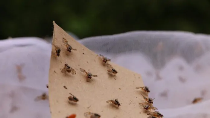 mosca de la fruta