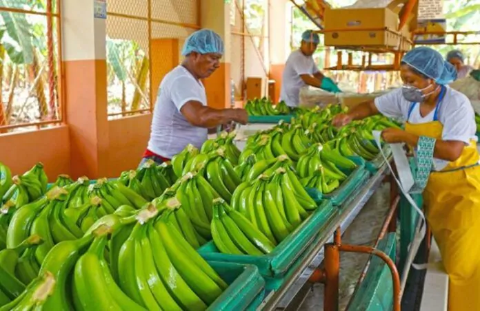exportaciones