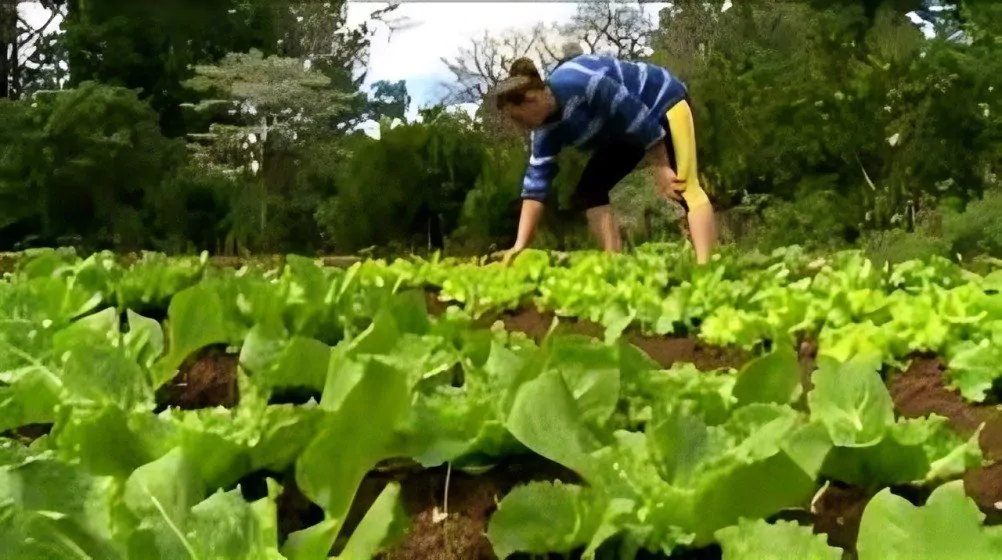 La Agricultura Urbana puede transformar las ciudades, proporcionando alimentos, contribuyendo a la sostenibilidad ambiental.