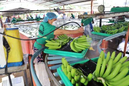 Banano Ecuatoriano