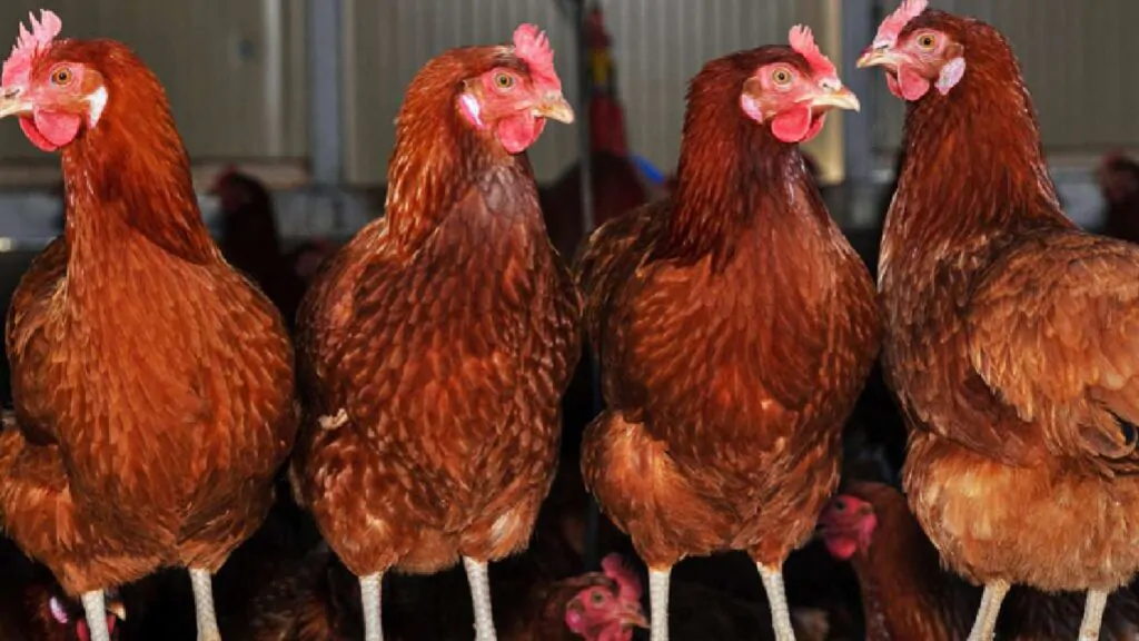 gallinas