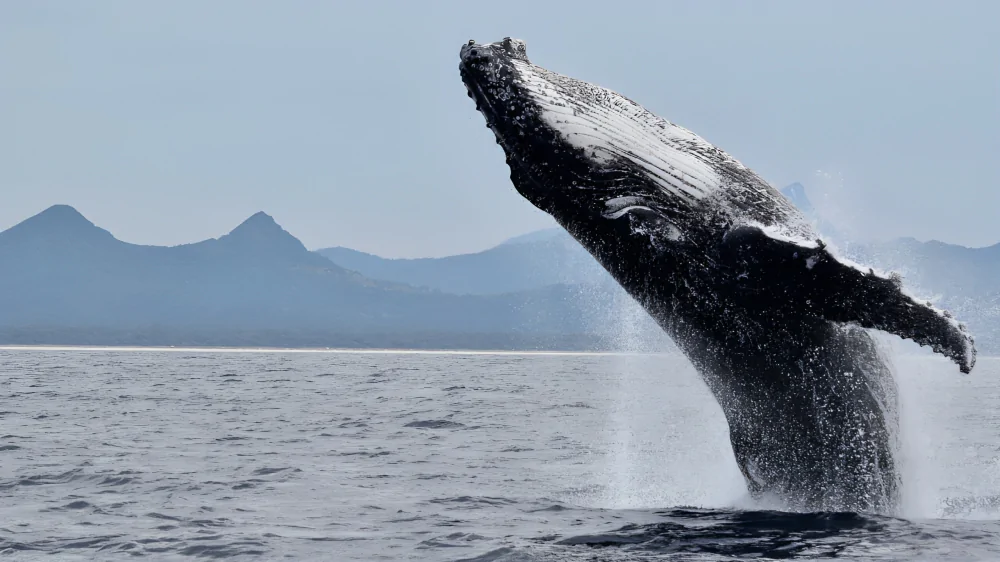 ballenas jorobadas