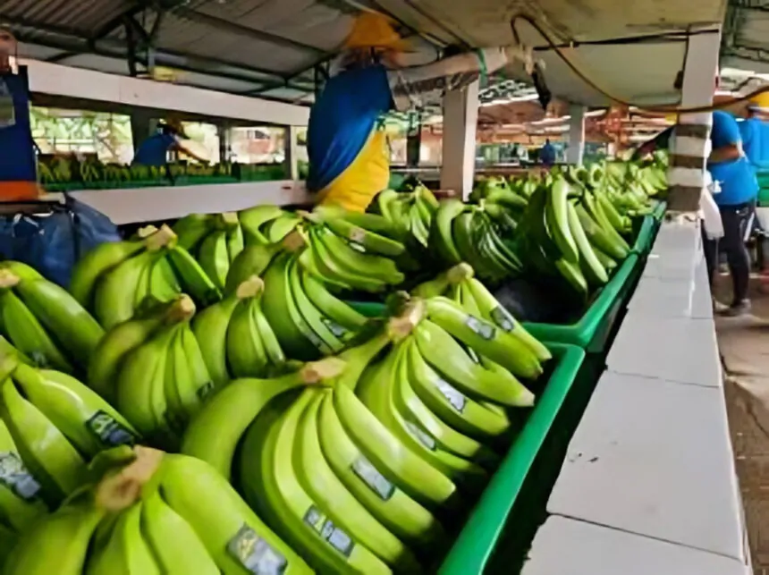 La exención de aranceles en Corea del Sur provoca un aumento del 271% en las exportaciones de banano ecuatoriano.