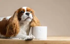 Perro