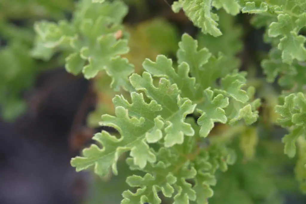 Después de 30 años de búsqueda, se encuentran nuevos ejemplares de la planta endémica Scalesia retroflexa en las islas Galápagos.