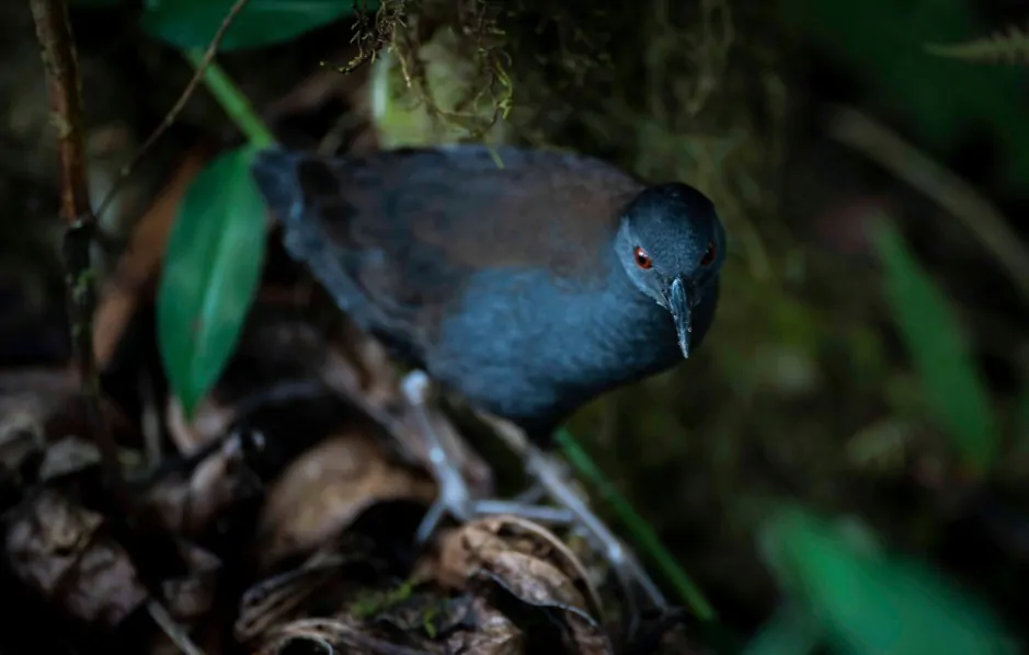 Redescubrimiento galápagos