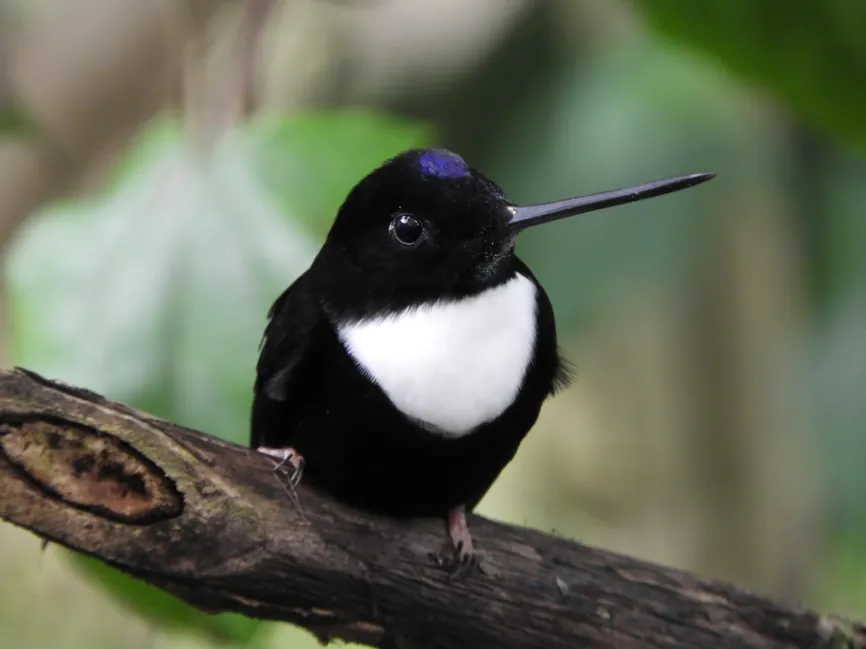 Observación de aves en Santa Rita reúne a ciudadanos para generar datos científicos y promover conservación y educación ambiental.