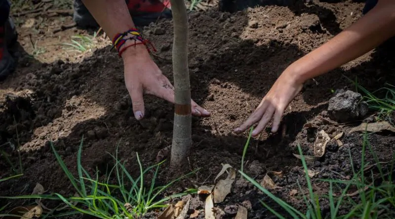 Quito impulsa reforestación urbana con 700 especies nativas