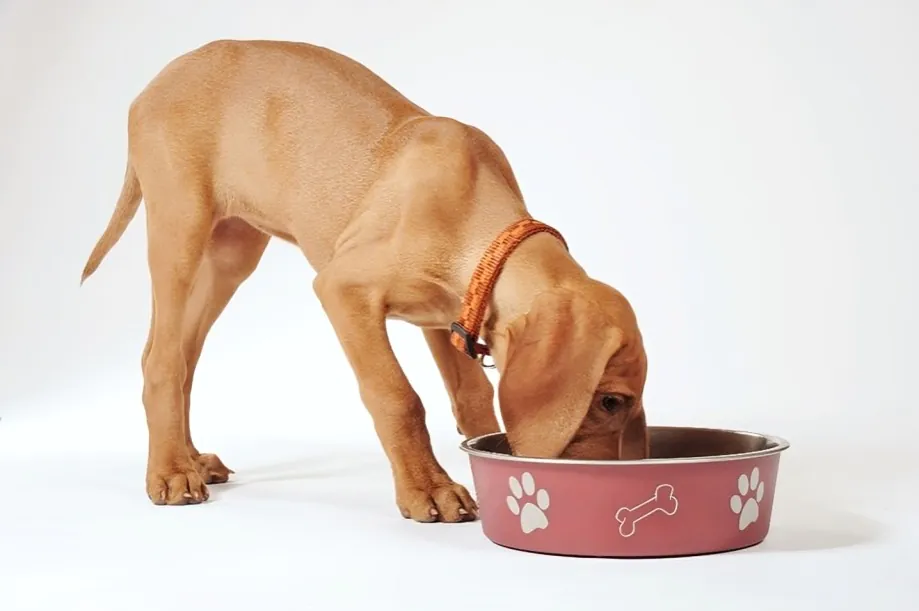 alimentación saludable para perros jóvenes