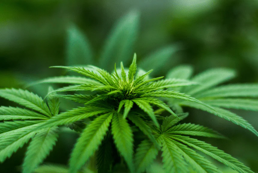 Cannabis no psicoactivo