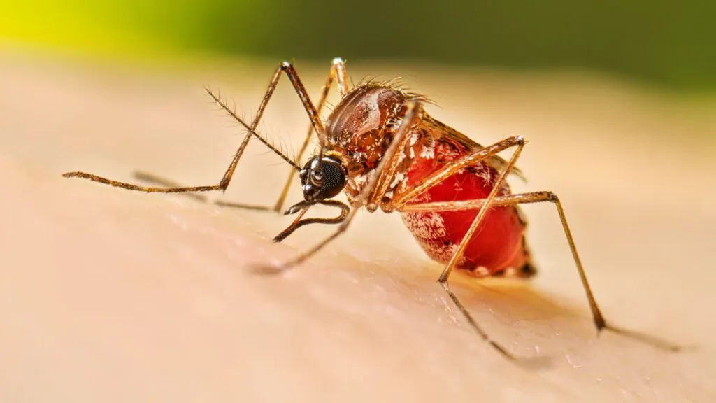 fallecidos por dengue