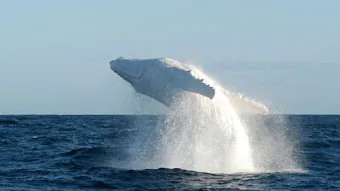 Ballena jorobada blanca salta en aguas de Puerto López, Ecuador
