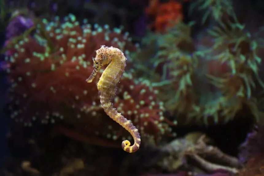 Tráfico ilegal de caballitos de mar fue detectado en Tulcán durante un operativo ambiental del Maate en mayo de 2025.