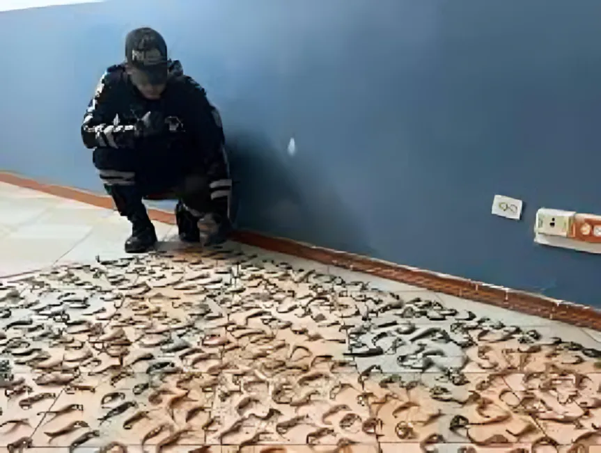 Tráfico ilegal de caballitos de mar fue detectado en Tulcán durante un operativo ambiental del Maate en mayo de 2025.