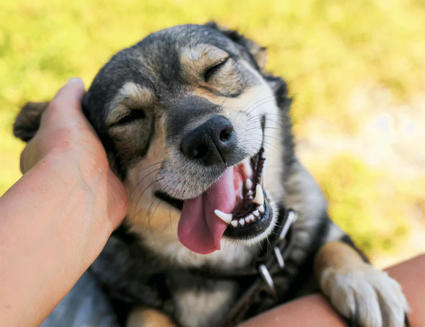 Día Mundial del Perro