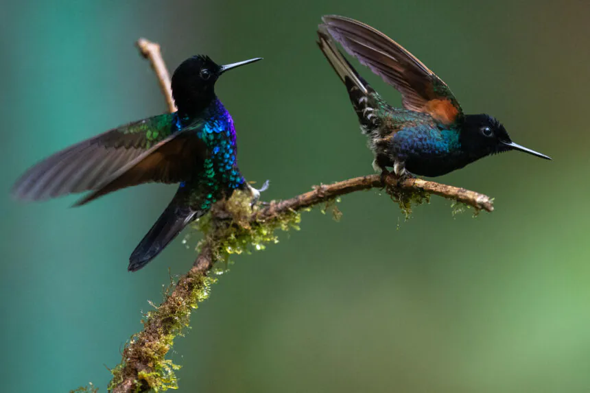 Colibríes únicos de Ecuador