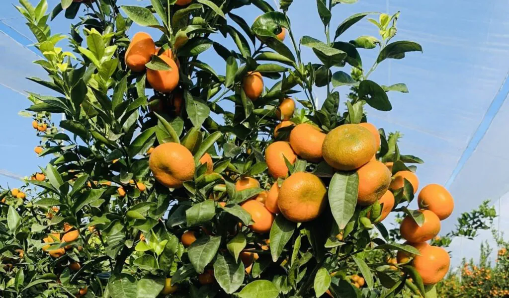 exportación de mandarinas